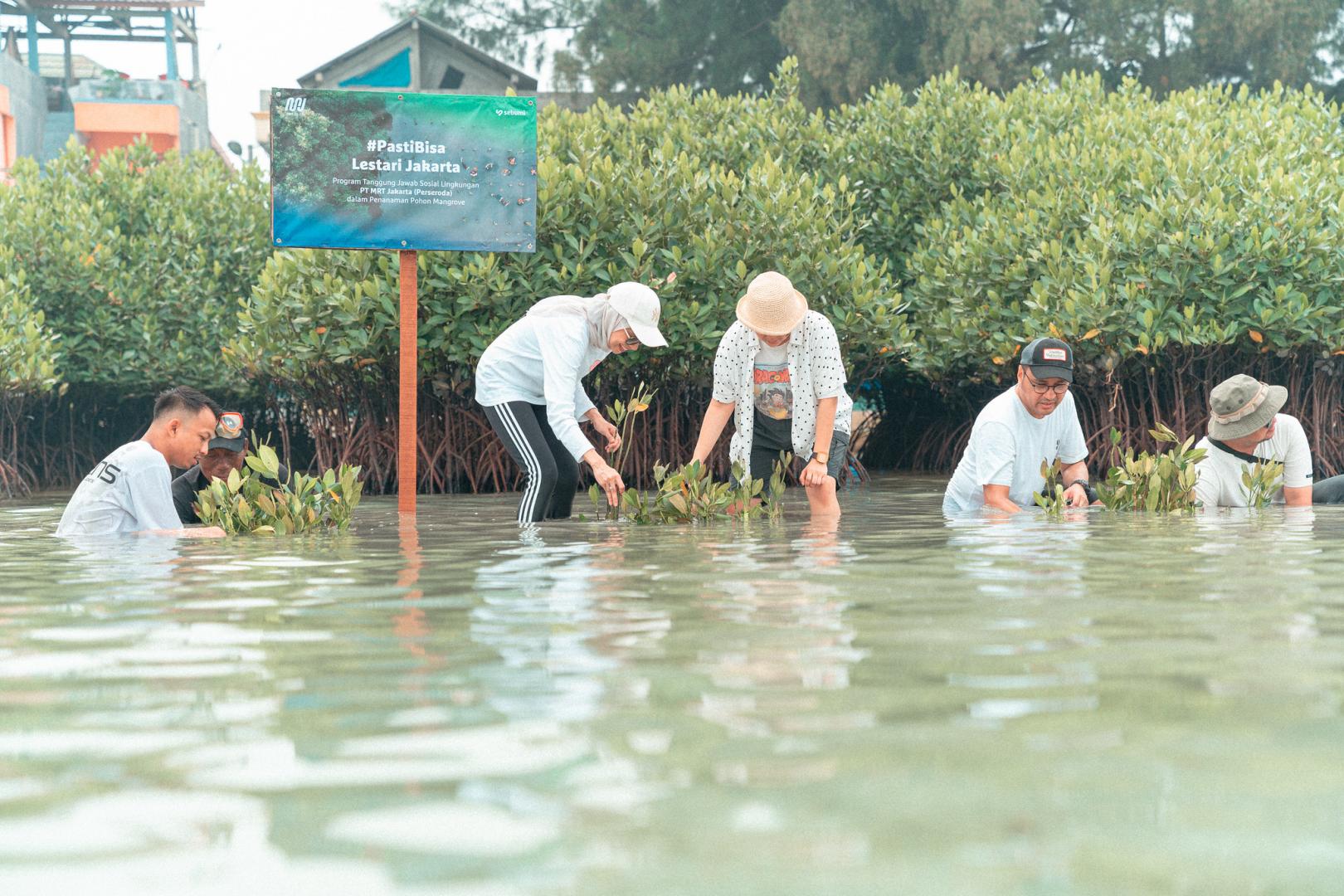 mangrove